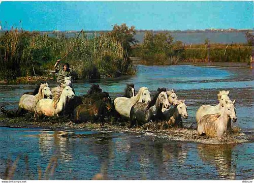 Carte postale animaux - -,