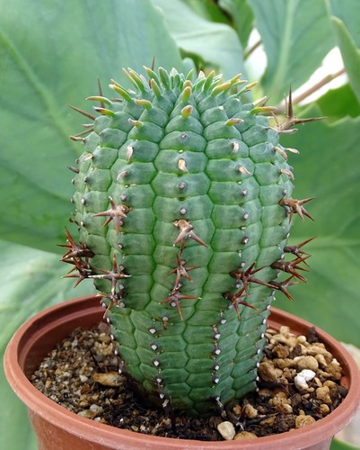 Euphorbia stellispina aloe - stellispina,