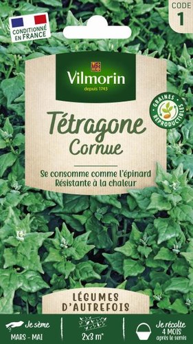 Graines tétragone cornue - graines, de