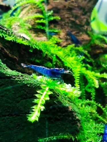 Plante aquatique pour