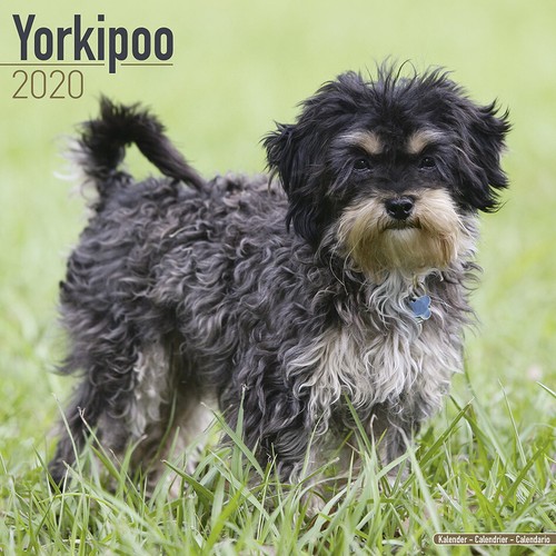 Calendrier 2020 yorkshire - calendrier,