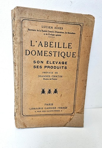 Abeille domestique lucien - domestique,
