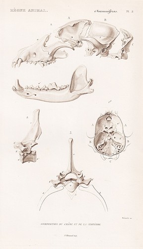 Squelette anatomie croc - croc, de