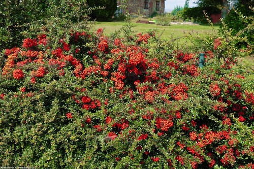 Pyracantha coccinea red column - coccinea,