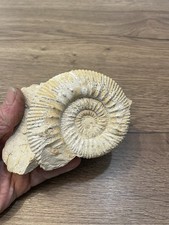 ammonite sur gangue origine France dimension uniquement de l'ammonite 9,5X8,  cm