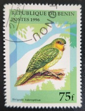 Parot bird from Benin