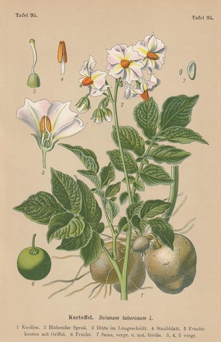 Pomme terre solanum - pomme, (solanum