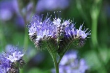 1000 GRAINES DE PHACELIE  Bio engrais vert mellifère Abeilles permaculture cc