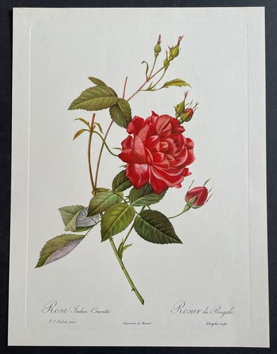 Botanique rosier bengale - rosier, du