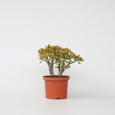 Arbre de jade - Crassula ovata
