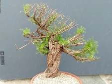 Bonsaï Artemisia Capillaris