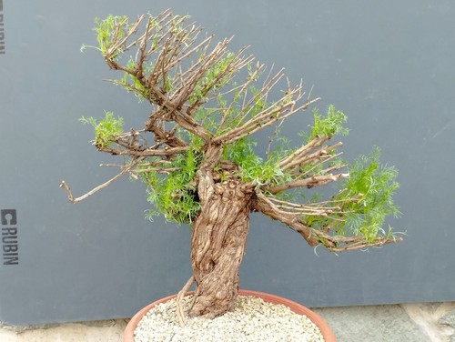 Bonsaï artemisia capillaris - artemisia,