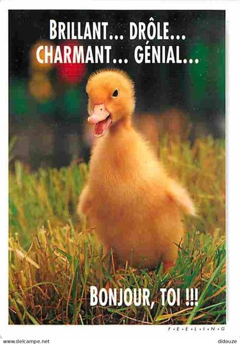 Carte postale animaux - carte,