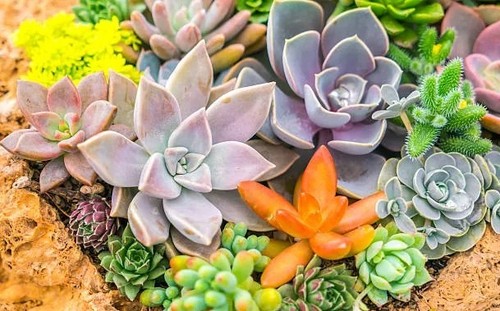 100 plantes grasses - 🌿,