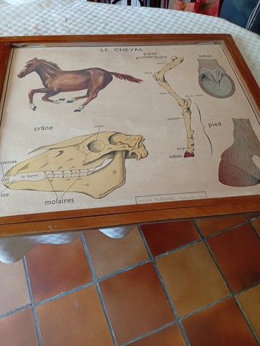 Cartes ancienne rossignol - ,