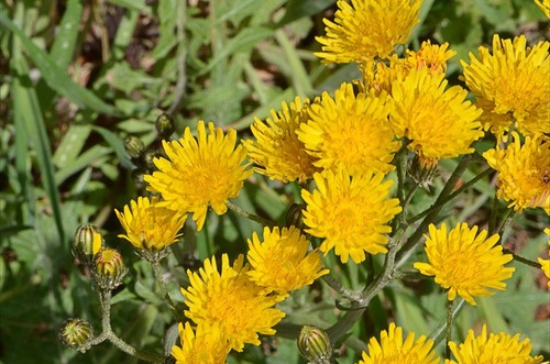 Poppy leaf hawksbeard crepis - poppy-leaf,