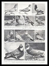 1927 Colombophilia Pigeons Breeds / Rubber Pigeons, Maltese and Polish Lynx
