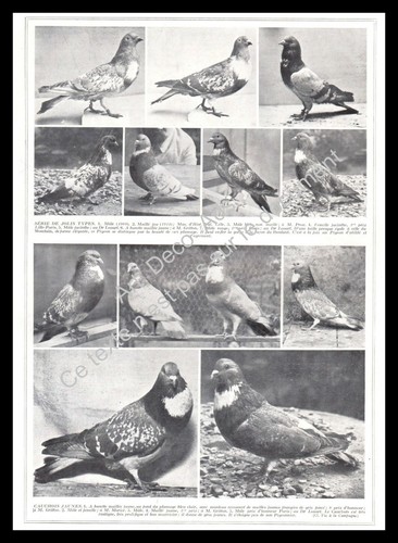 1927 colombophilie pigeons - colombophilie,