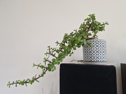 Bonsaï variété portulacaria - bonsaï,