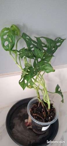 Monstera adansonii bouture - , 36