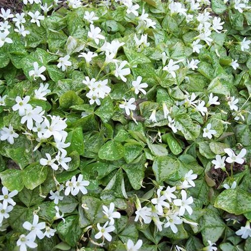 Bulbes oxalis - bulbes,