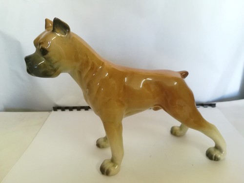 Très beau chien - , boxer