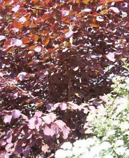 ♫ NOISETIER 'Pourpre' -