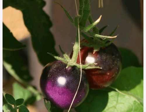 Graines tomates cocktail - graines, de