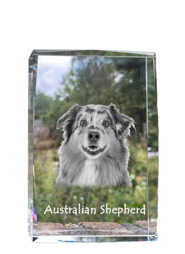 Chien berger australien - chien,
