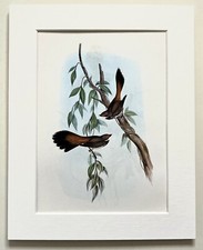 Australian RUFOUS FANTAIL - Mounted John Gould Bird Print 1960 Book Plate