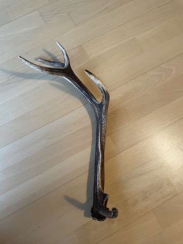 Bois cerf naturel - naturel, trouvé