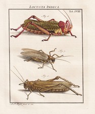 Tab XVIII Sauterelles Locustes
