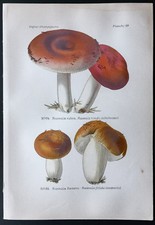 1891 - Planche couleur