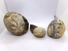 Lot de 3 oursins fossiles en silex