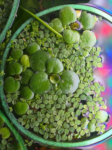 Lot plantes flottantes - lot, de