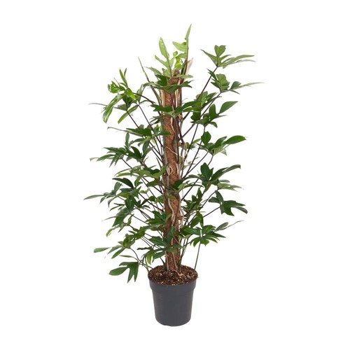 Plante grimpante purificatrice