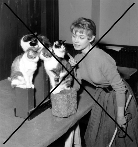 Photo brigitte bardot - photo,