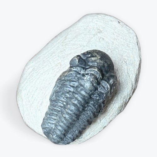 Fossile trilobite - de,