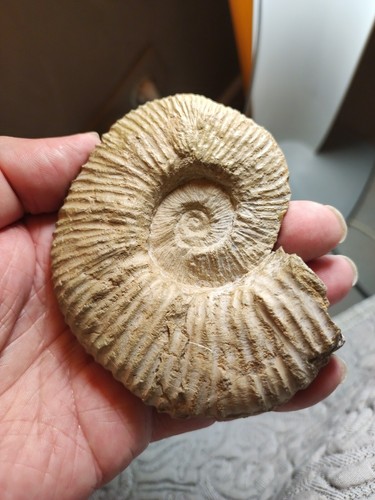 270 pseudocrioceras - .,