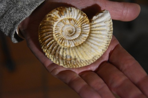 Rare ammonite perisphinctes - rare,