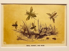 Abeilles, guêpes, frelons