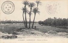 Morocco, Marrakech, palm trees and olive trees 120004 