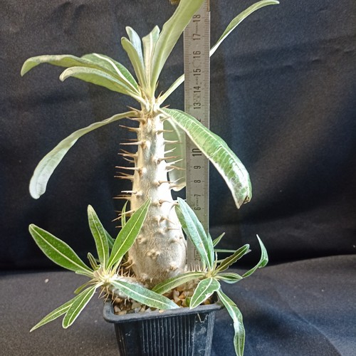 Pachypodium rosulatum ssp - 'rosulatum,