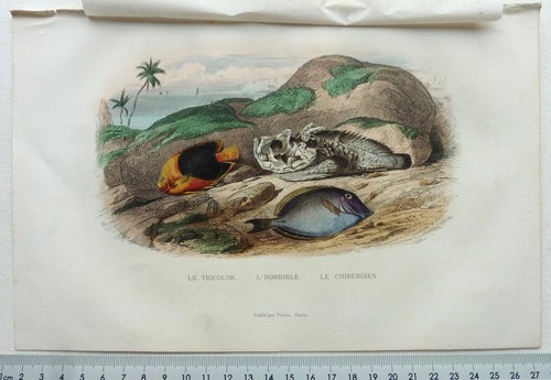 Gravure edouard travies beyer - gravure,