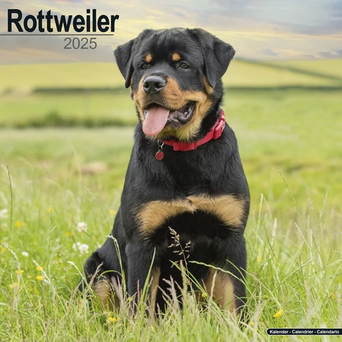 Calendrier 2025 rottweiler - ,