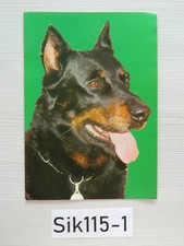 21 CmX 15Cm CHIEN beauceron