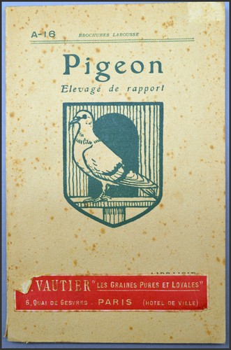 Pigeon élevage rapport - pigeon,