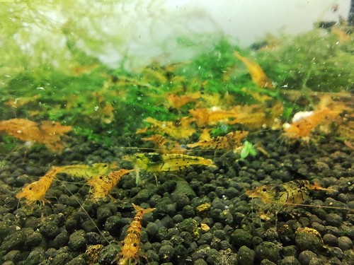 Crevettes tiger tangerine - crevettes,