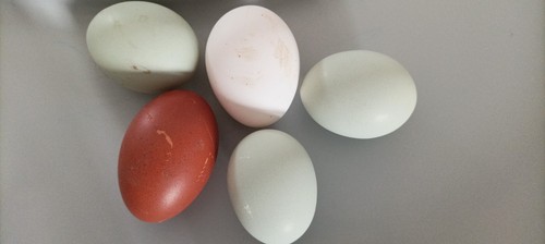 Par oeufs minimum couvé - par,