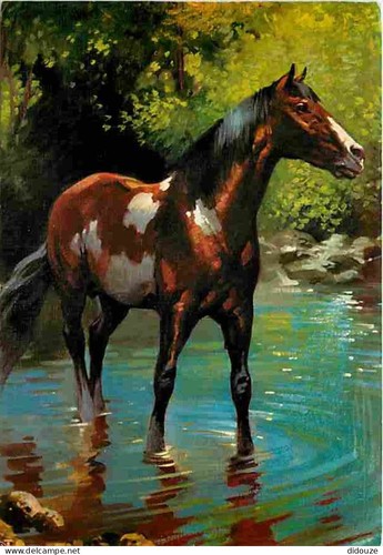 Postcard animals horses - animals,